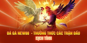 Đá Gà NEW88 - Thưởng Thức Các Trận Đấu Kịch Tính