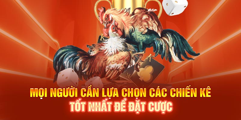 Mọi người cần lựa chọn các chiến kê tốt nhất để đặt cược