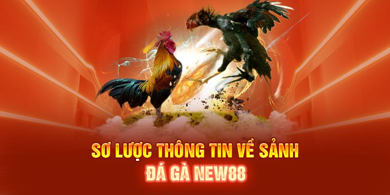 Sơ lược thông tin về sảnh đá gà NEW88